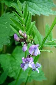 Attēlu rezultāti vaicājumam “Vicia sepium flower”