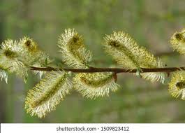 Attēlu rezultāti vaicājumam “Salix myrsinifolia female flower”