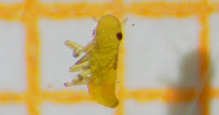 Attēlu rezultāti vaicājumam “Aphrophoridae nymph”