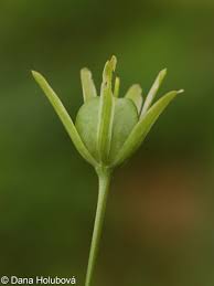 Attēlu rezultāti vaicājumam “Gagea lutea leaf”