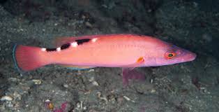 Image result for Labrus mixtus