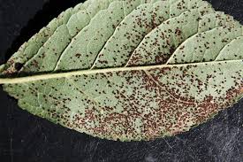 Attēlu rezultāti vaicājumam “Tranzschelia pruni-spinosae spores”