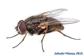 Attēlu rezultāti vaicājumam “Muscidae”