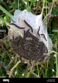 Attēlu rezultāti vaicājumam “Eriogaster lanestris”