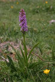 Attēlu rezultāti vaicājumam “Gymnadenia conopsea fruit”