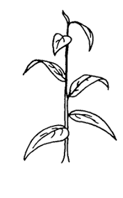 Attēlu rezultāti vaicājumam “Blepharostoma trichophyllum sporophyte”