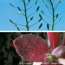 Attēlu rezultāti vaicājumam “Draba nemorosa fruit”
