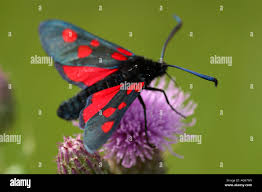 Attēlu rezultāti vaicājumam “Zygaena lonicerae”