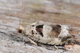 Attēlu rezultāti vaicājumam “Epinotia ramella”