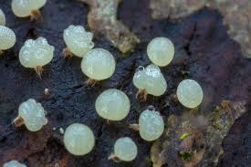 Attēlu rezultāti vaicājumam “Badhamia lilacina macro”