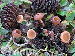 Attēlu rezultāti vaicājumam “Ciboria amentacea”