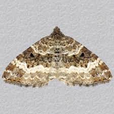 Attēlu rezultāti vaicājumam “Epirrhoe”