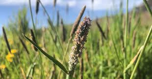 Attēlu rezultāti vaicājumam “Alopecurus aequalis”