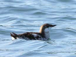 Image result for Brachyramphus perdix