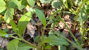 Attēlu rezultāti vaicājumam “Myosotis sparsiflora flower”