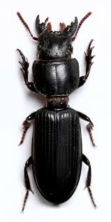 Attēlu rezultāti vaicājumam “Scardia boletella exuvia”