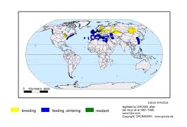 Attēlu rezultāti vaicājumam “Larus minutus adult”