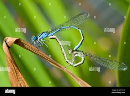Attēlu rezultāti vaicājumam “Coenagrion puella male”