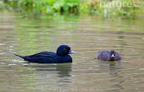 Attēlu rezultāti vaicājumam “Melanitta nigra male”