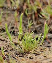 Attēlu rezultāti vaicājumam “Myosurus minimus flower”