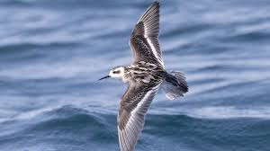 Attēlu rezultāti vaicājumam “Phalaropus lobatus”