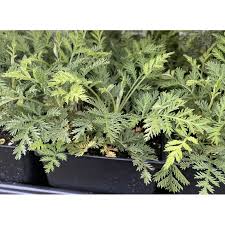 Image result for Artemisia gmelinii