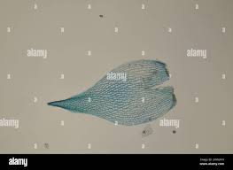 Attēlu rezultāti vaicājumam “Sphagnum teres”