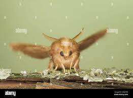 Attēlu rezultāti vaicājumam “Malacosoma neustria larva”