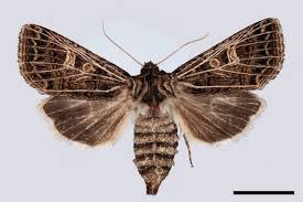 Attēlu rezultāti vaicājumam “Tholera decimalis”