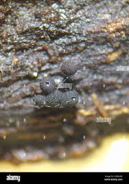 Attēlu rezultāti vaicājumam “Enerthenema papillatum macro”