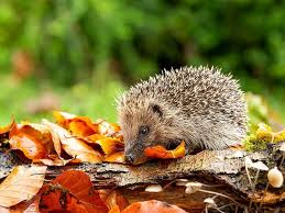 Image result for Igel