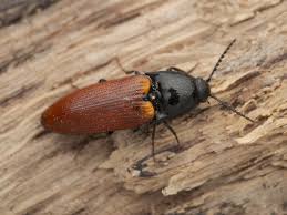 Attēlu rezultāti vaicājumam “Ampedus pomorum”