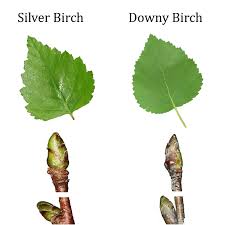 Attēlu rezultāti vaicājumam “Betula pubescens”