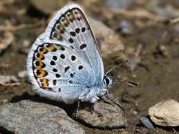 Attēlu rezultāti vaicājumam “Plebejus argus male”