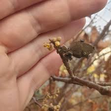 Attēlu rezultāti vaicājumam “Hamamelis vernalis bud”