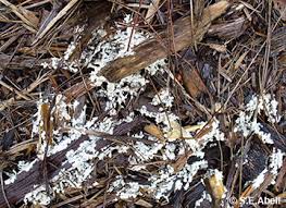 Attēlu rezultāti vaicājumam “Fuligo laevis”