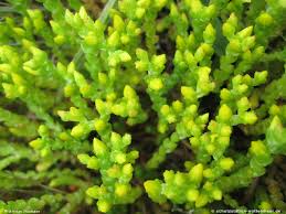 Image result for Mauerpfeffer