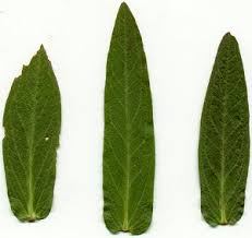 Attēlu rezultāti vaicājumam “Lythrum salicaria leaf”