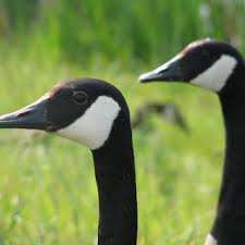 Attēlu rezultāti vaicājumam “Branta canadensis adult”