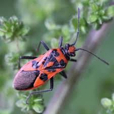 Attēlu rezultāti vaicājumam “Corizus hyoscyami imago”