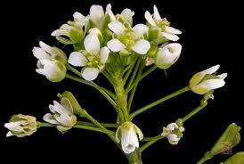 Attēlu rezultāti vaicājumam “Capsella bursa-pastoris flower”