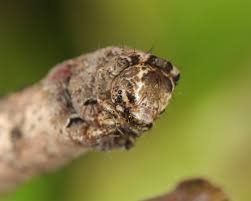 Attēlu rezultāti vaicājumam “Crocallis elinguaria larva”