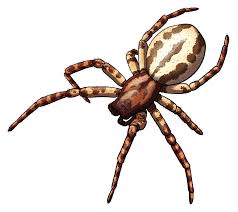 Attēlu rezultāti vaicājumam “Araneidae”