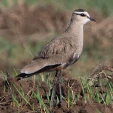 Image result for Vanellus gregarius