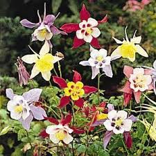 Image result for Aquilegia caerulea