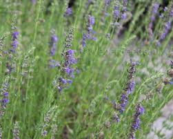 Image result for Hyssopus officinalis