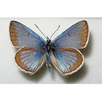 Attēlu rezultāti vaicājumam “Agrodiaetus damon underside”