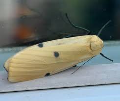 Attēlu rezultāti vaicājumam “Lithosia quadra male”