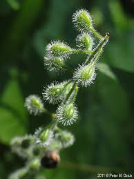 Attēlu rezultāti vaicājumam “Circaea lutetiana bud”