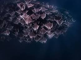 Image result for Mobula munkiana